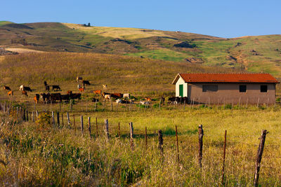 Autumn landscape of pasture with a herd of cows.