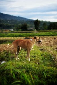 Horse standing in a field