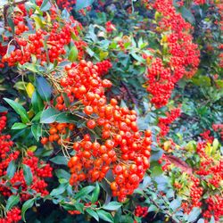 Close-up of red flowers