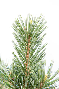 Close-up of pine tree against sky