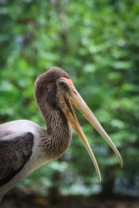 Close-up of pelican