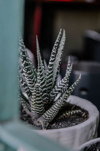 Close-up of succulent plant