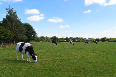 Cows grazing on field against sky