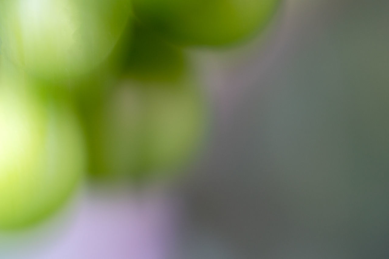 CLOSE-UP OF FRUIT ON TREE