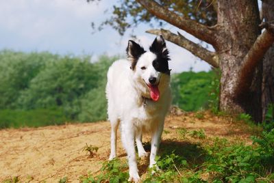 Portrait of dog standing on field