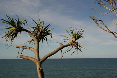 Palm tree by sea against sky