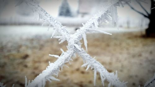 Close-up of frozen christmas tree during winter