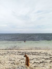 View of dog on beach against sky
