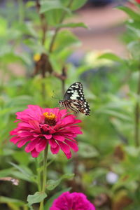 Close-up of butterfly pollinating on pink flower