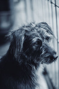 Close-up of dog looking away