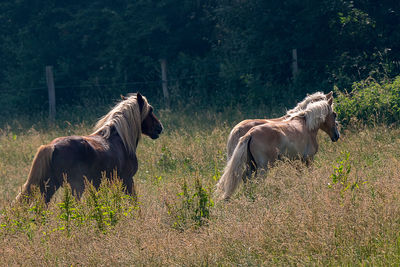 Horses in a field