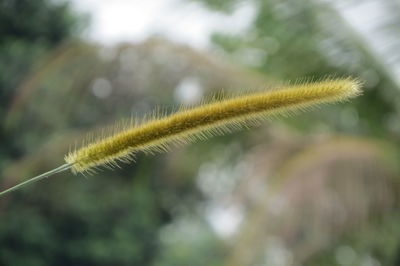 Close-up of yellow plant