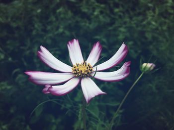 Close-up of pink flower