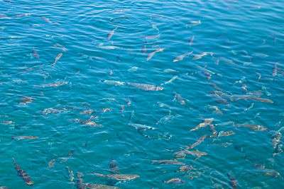 Clear sea and schools of fish