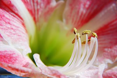 Close-up of pink rose flower