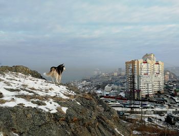 Dog in snow against sky