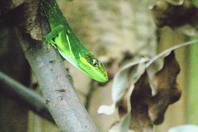 Close-up of green lizard on branch