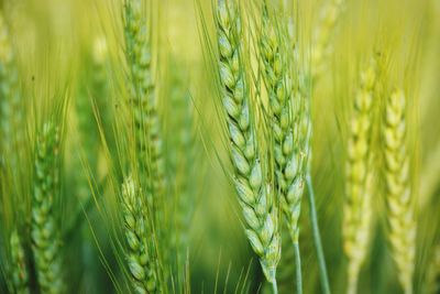 Close-up of wheat growing on field