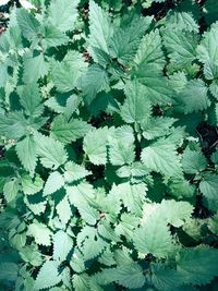 Full frame shot of leaves