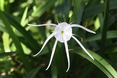 Close-up of white flowering plant