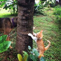 Monkeys on tree