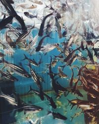 Fish swimming in sea