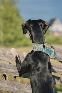 Close-up of dog leaning railing