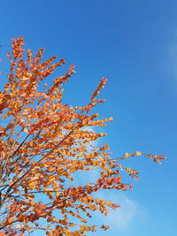 Low angle view of flower tree against blue sky