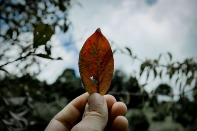 Close-up of hand holding orange leaf