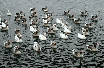 Swans and ducks in water