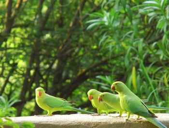 Parrots perching on retaining wall against tree