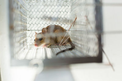 Close-up of a cat in cage