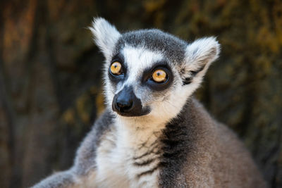 Close-up portrait of lemur