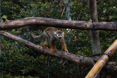 Common squirrel monkey saimiri sciureus is found in the amazon jungle.
