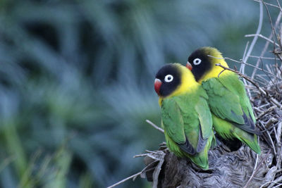 Close-up of bird perching on branch