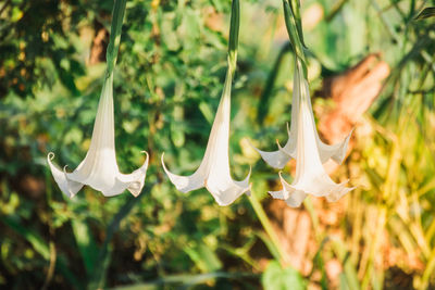 Close-up of white flowering plants on field