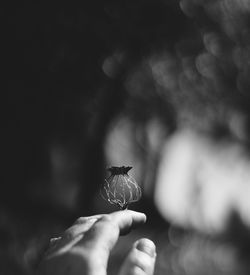 Close-up of hand holding flower