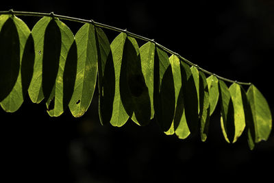 Close-up of fern leaves against black background