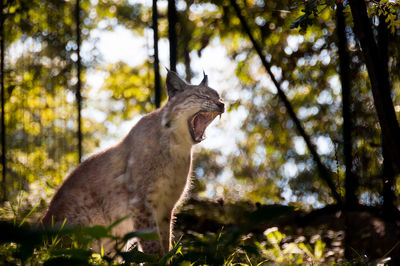 Side view of lynx with mouth open wide in forest