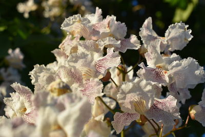 Close-up of white flowering plants