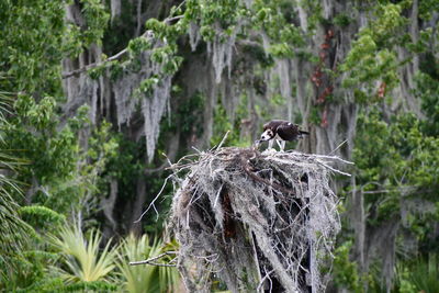 Bird perching on rock in forest