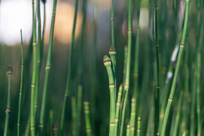 Close-up of bamboo plants