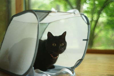 Portrait of cat sitting on table