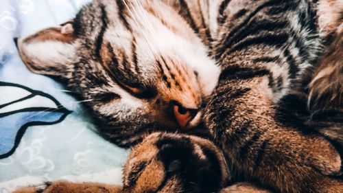 Close-up of cat sleeping