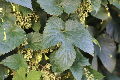 View of hop buds and leaves on a vine