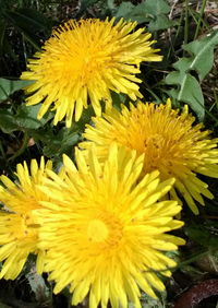 Close-up of sunflower blooming outdoors