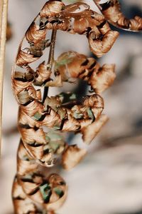 Close-up of dried plant