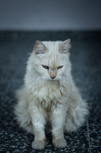 Portrait of cat sitting on floor