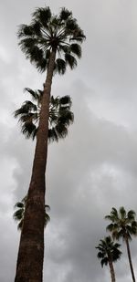Low angle view of coconut palm tree against sky