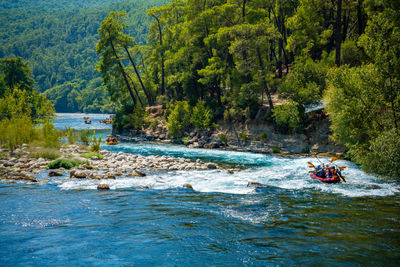 Scenic view of river in forest